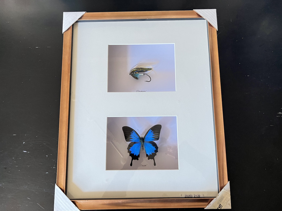 Gerahmtes Bild mit einer Full Dressed Lachsfliege Geramony, created and tied by Sascha Pütz, und einem präparierten wunderschönen Schmetterling, Bildgrösse 540 x 440mm, wunderschöne Arbeit
