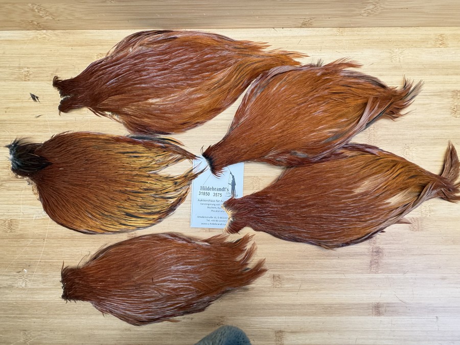 Hahnenbälge, China, 5 verschiedene braun Farben