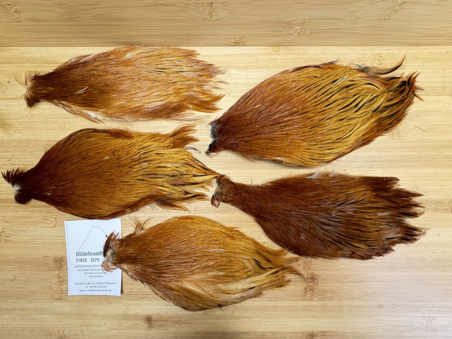 Hahnenbälge, China, 5 verschiedene braun Farben