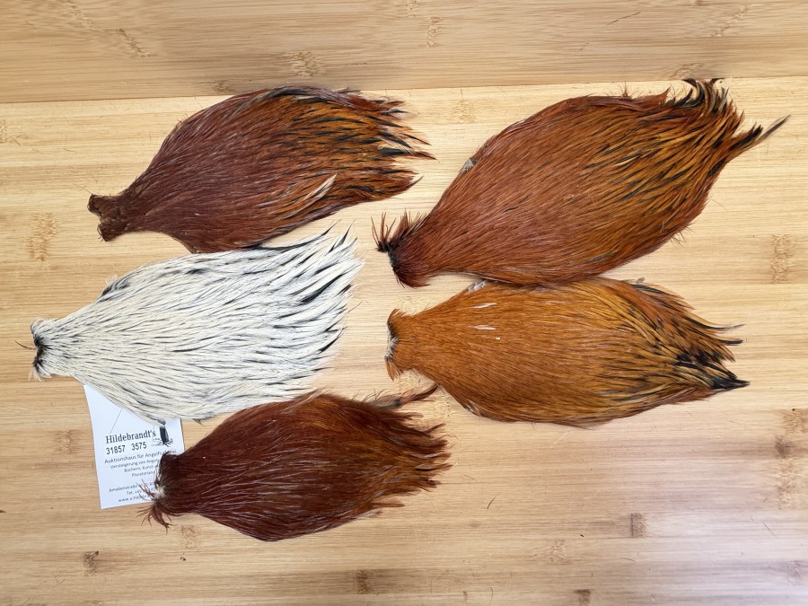 Hahnenbälge, China, 5 verschiedene braun Farben